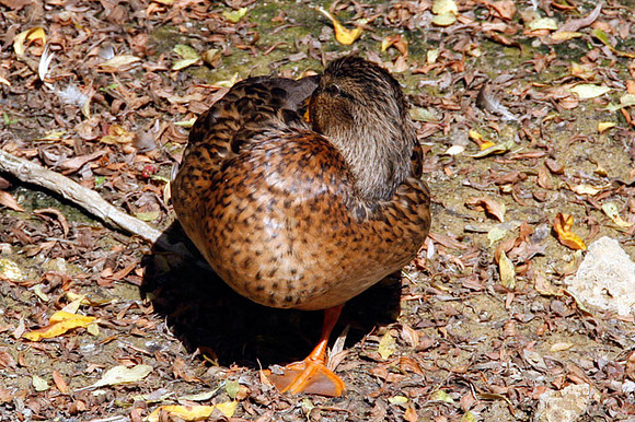 Mallard (Anas platyrhynchos) female
