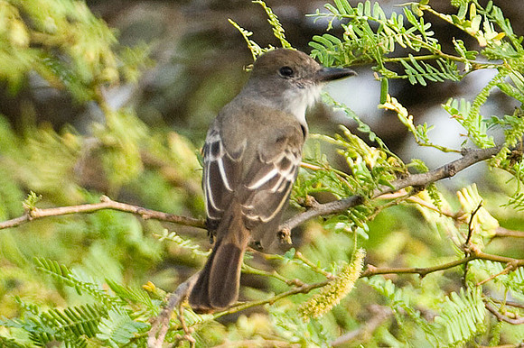 Brown-crested Flycatcher (Myiarchus tyrannulus)
