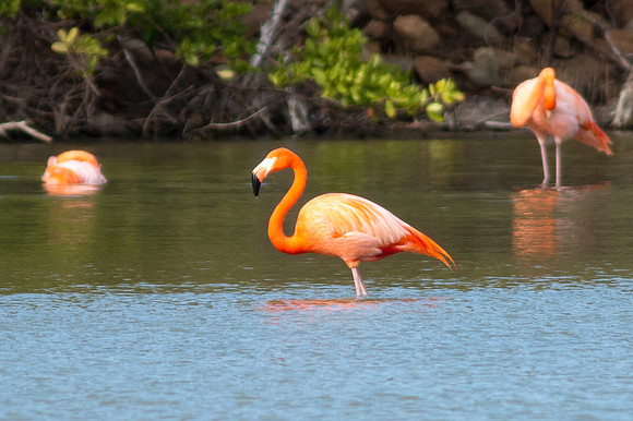 Greater Flamingo (Phoenicopterus roseus)