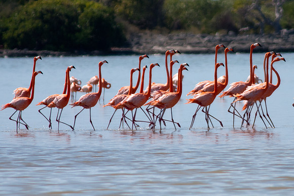 Greater Flamingo (Phoenicopterus roseus)