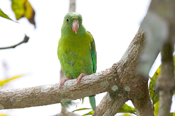 Orange-chinned Parakeet (Brotogeris jugularis) also known as Tovi Parakeet