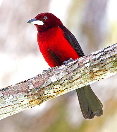 Crimson-backed Tanager (Ramphocelus dimidiatus) Male