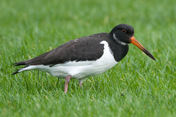 Eurasian Oystercatcher (Haematopus ostralegus) also known as Common Pied Oystercatcher