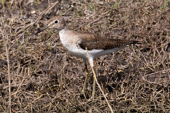 Solitary Sandpiper (Tringa solitaria)
