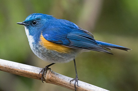 Himalayan bluetail (Tarsiger rufilatus) Male