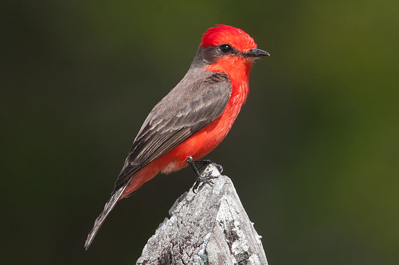 Vermilion Flycatcher (Pyrocephalus rubinus) male