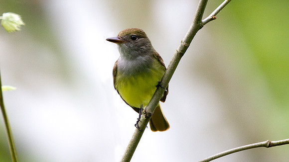 Great Crested Flycatcher (Myiarchus crinitus)