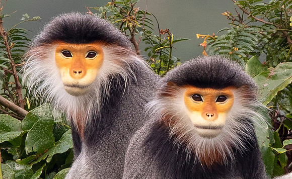 Red-shanked douc langur (Pygathrix nemaeus)