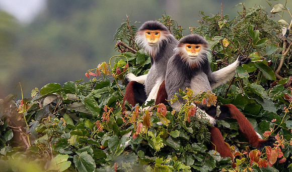Red-shanked douc langur (Pygathrix nemaeus)