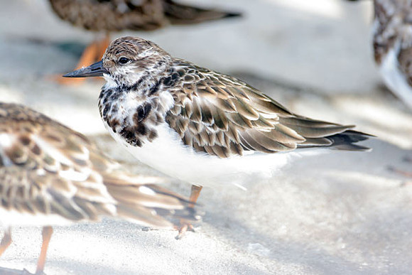 Ruddy Turnstone (Arenaria interpres)