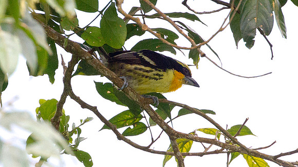Gilded Barbet (Capito auratus)