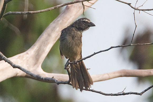 Greyish Saltator (Saltator coerulescens)