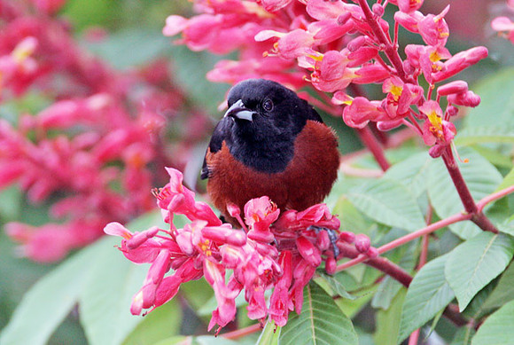 Orchard Oriole (Icterus spurius)