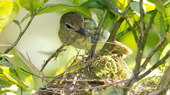 White-winged Becard (Pachyramphus polychopterus) - female