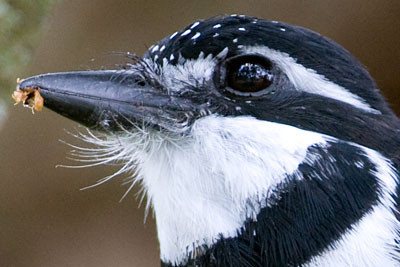 Pied Puffbird (Notharchus tectus)