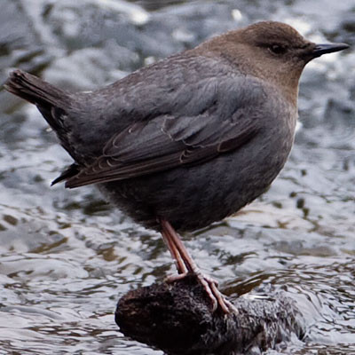 American Dipper (Cinclus mexicanus)