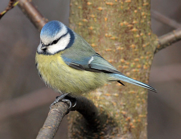 Blue Tit (Cyanistes caeruleus)