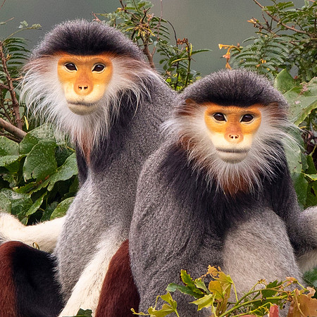 Red-shanked douc langur (Pygathrix nemaeus)