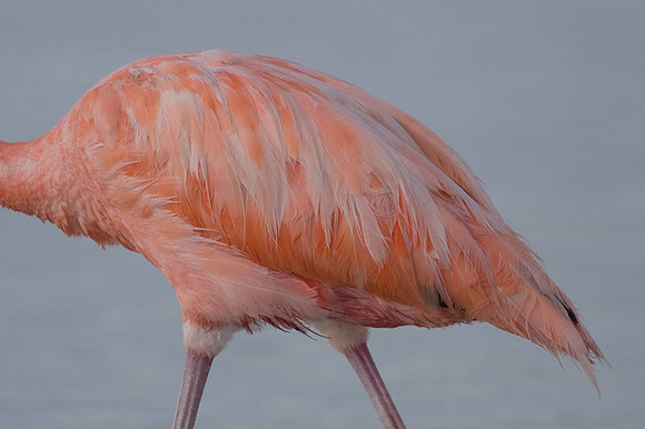 American Flamingo (Phoenicopterus ruber)