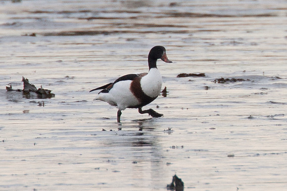 Common Shelduck (Tadorna tadorna)