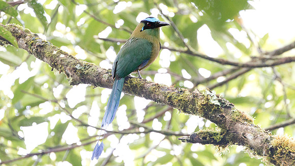 Highland Motmot (Momotus aequatorialis)