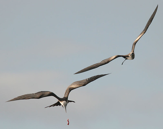 Magnificent Frigatebird (Fregata magnificens) juvenile