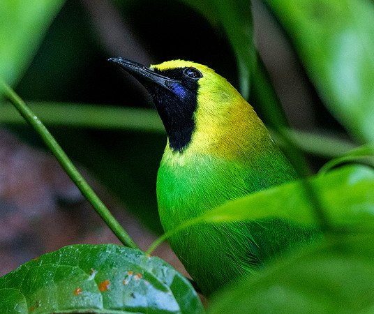 Blue-winged leafbird (Chloropsis moluccensis)