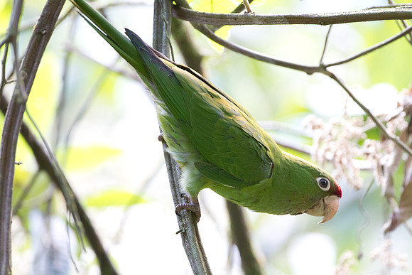 Mitred Parakeet (Aratinga mitrata)