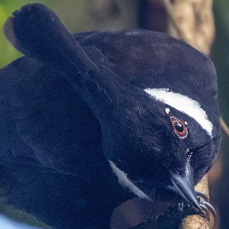 Crested Shrikejay (Platylophus galericulatus)
