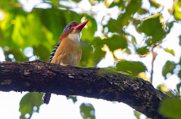 Banded kingfisher (Lacedo pulchella) male