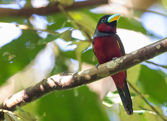 Black-and-red broadbill (Cymbirhynchus macrorhynchos)