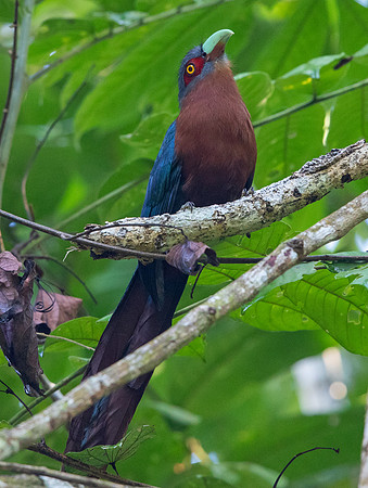 Chestnut-breasted malkoha (Phaenicophaeus curvirostris)
