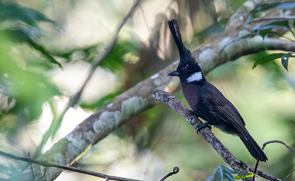 Crested Shrikejay (Platylophus galericulatus)
