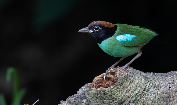Hooded pitta (Pitta sordida)