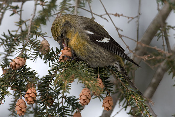 Two-barred Crossbill (Loxia leucoptera) female; also known as White-winged Crossbill