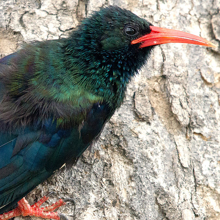 Green Wood Hoopoe (Phoeniculus purpureus)