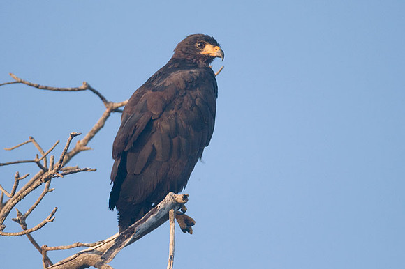 Common Black Hawk (Buteogallus anthracinus)