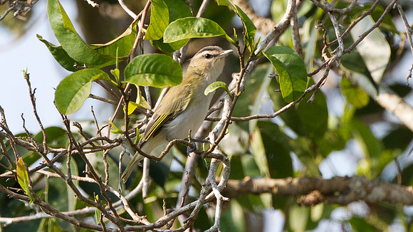 Red-eyed Vireo (Vireo olivaceus)