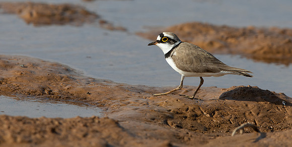 Little Ringed Plover Charadrius dubius