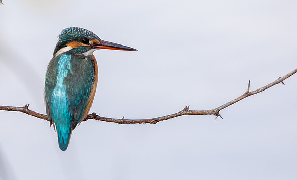 Common Kingfisher (Alcedo atthis)
