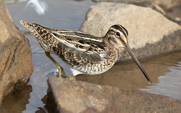 Common Snipe Gallinago gallinago