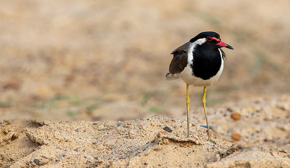 Red-wattled Lapwing Vanellus indicus