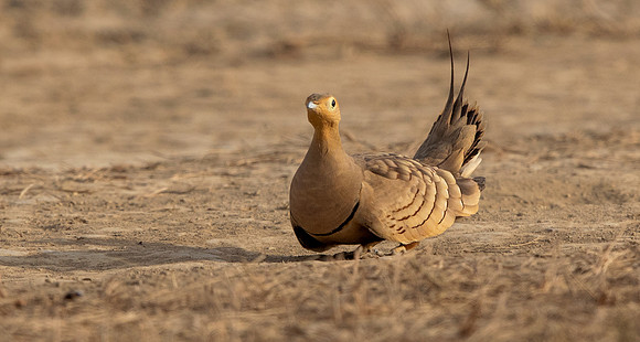 Chestnut-bellied Sandgrouse (Pterocles exustus)