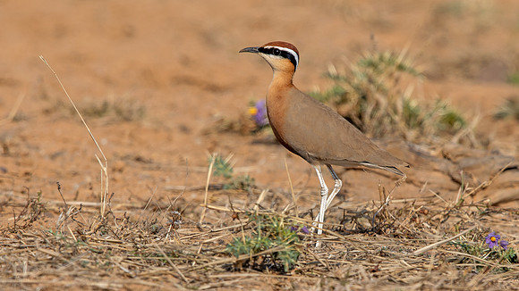 Indian Courser (Cursorius coromandelicus)