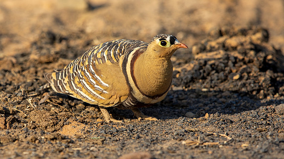 Chestnut-bellied Sandgrouse (Pterocles exustus) Male