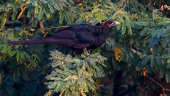 Asian Koel (Eudynamys scolopaceus)