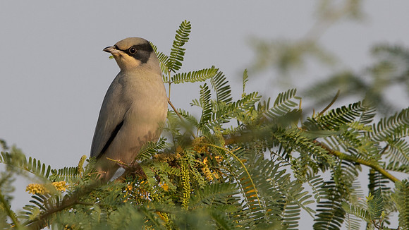 Grey hypocolius  (Hypocolius ampelinus) Male