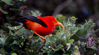 ʻIʻiwi (Vestiaria coccinea)