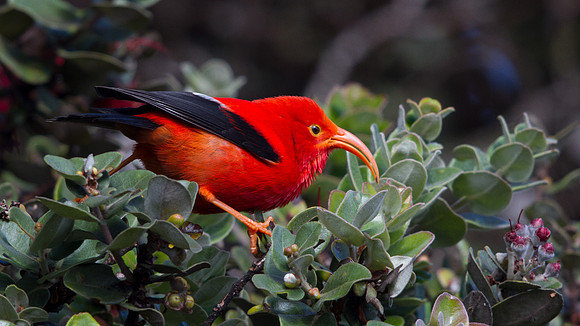 ʻIʻiwi (Vestiaria coccinea)
