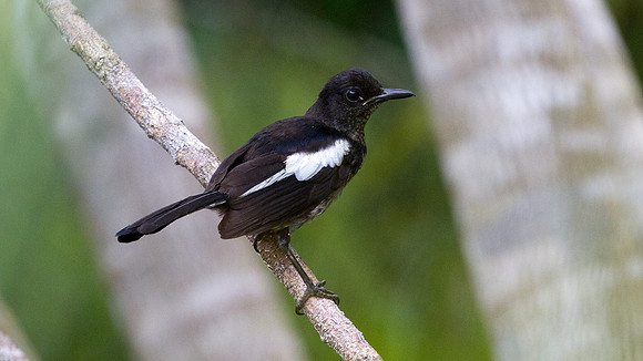 Oriental Magpie-Robin (Copsychus saularis)
